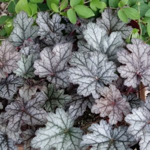 Heuchera hybridná (Heuchera hybrida) ´WORLD CAFFÉ CORRETO´® výška: 10-20 cm, ⌀ 30 cm, kont. C2L